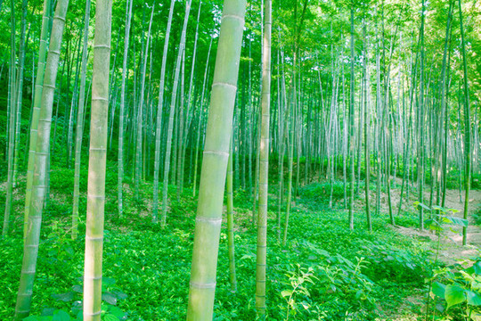竹林