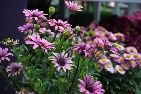 雛菊