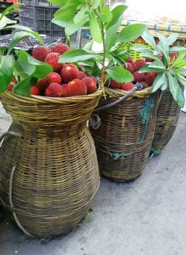 竹簍裝楊梅