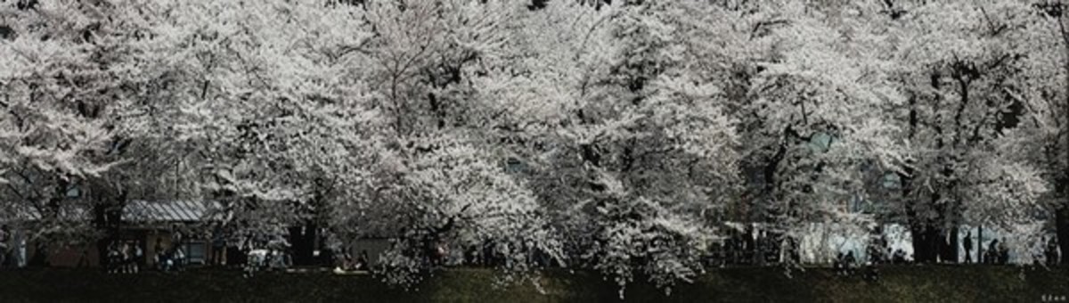 櫻花