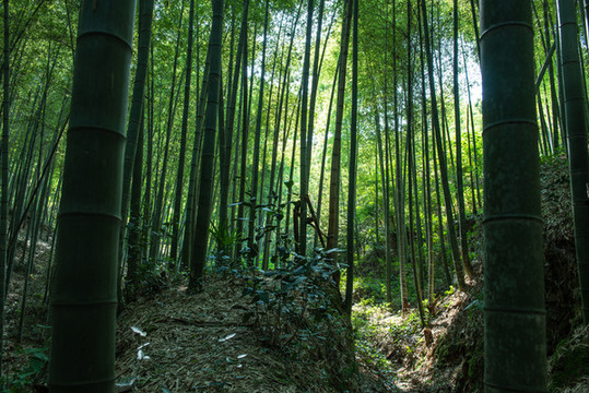 楠竹