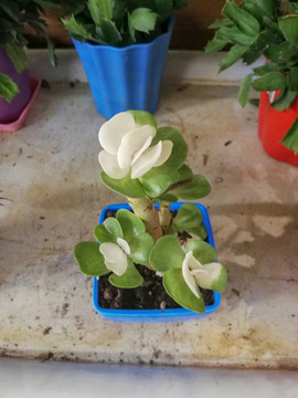 多肉植物