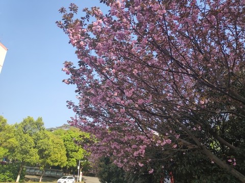 粉色櫻花