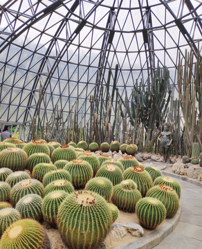 仙湖植物園非洲園仙人球
