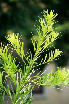羅漢松