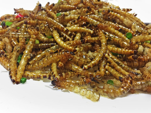 美味麥蟲