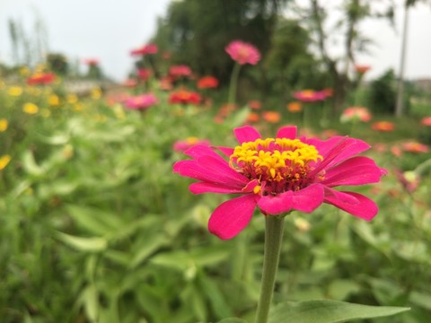 格桑花戶外
