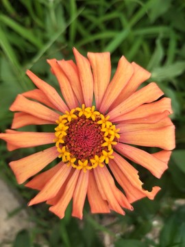 格桑花