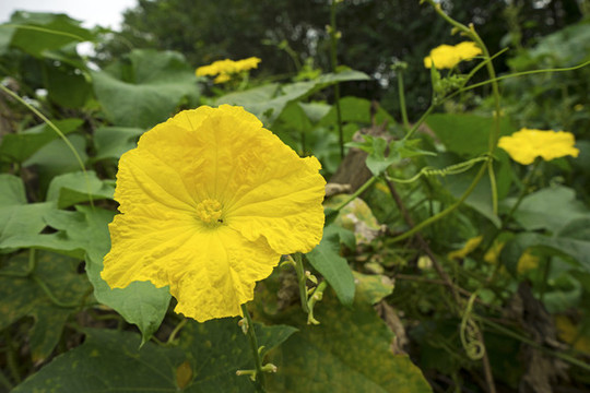 絲瓜花