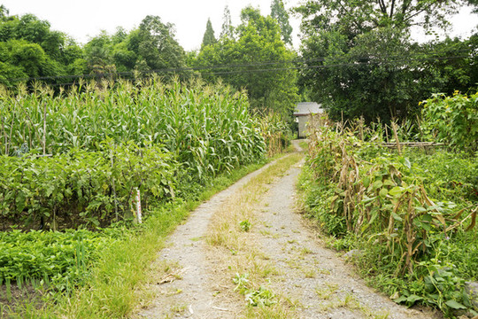 鄉(xiāng)間小路