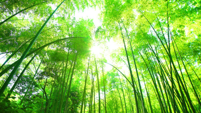 竹林
