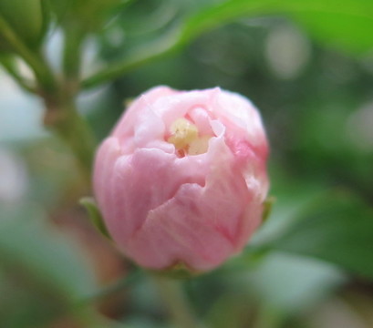 木槿花