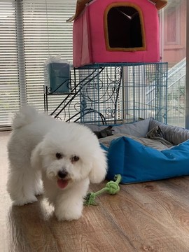 比熊犬