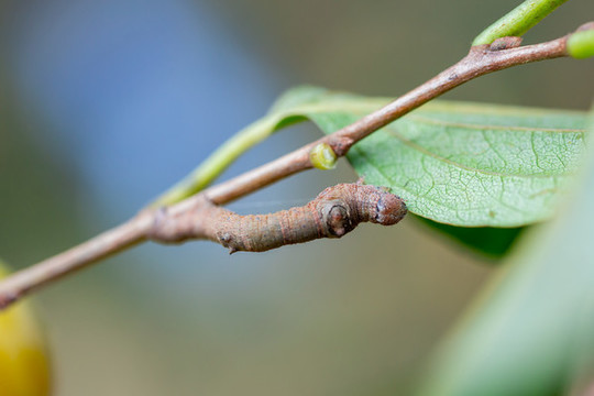 茶尺蠖