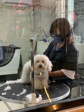 貴賓犬