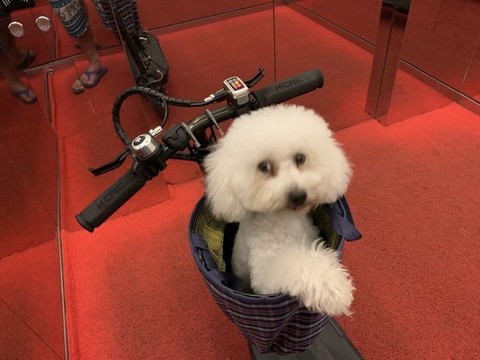 比熊犬