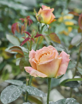 玫瑰花