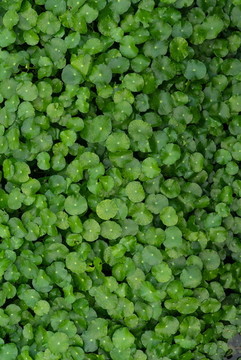 绿色植物墙背景