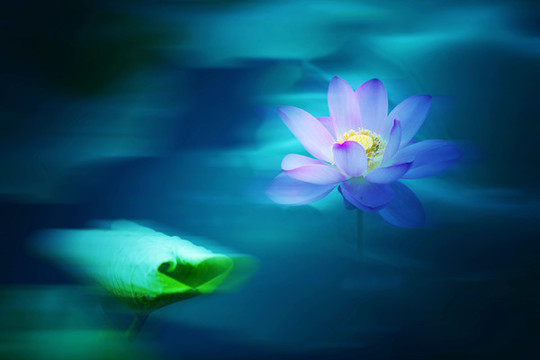 荷花
