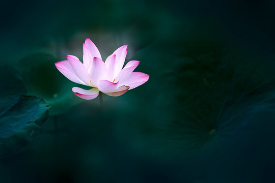 幽荷