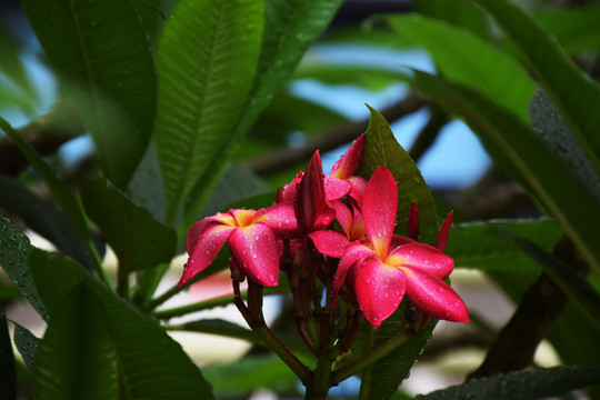 紅雞蛋花