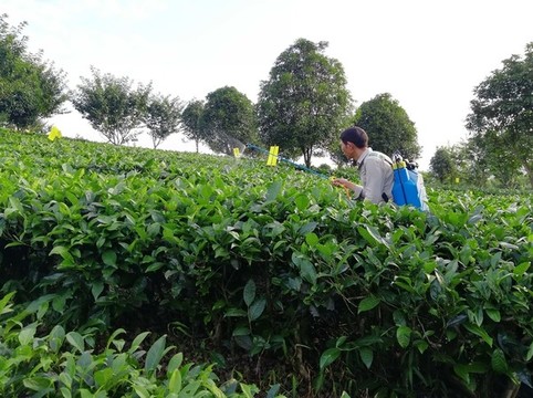 打農(nóng)藥的茶農(nóng)