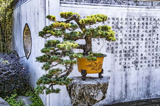 盆景