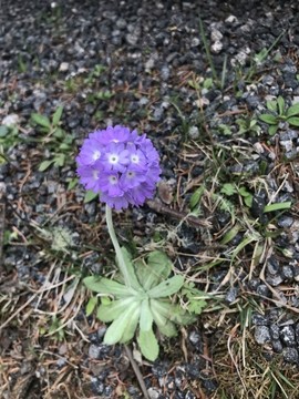 報春花