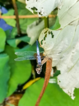 蜻蜓