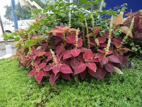 花