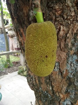 菠蘿