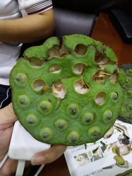 蓮花托