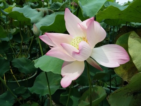蓮花