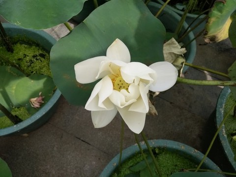 蓮花