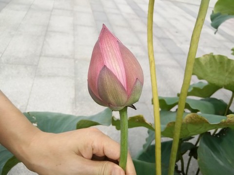 蓮花