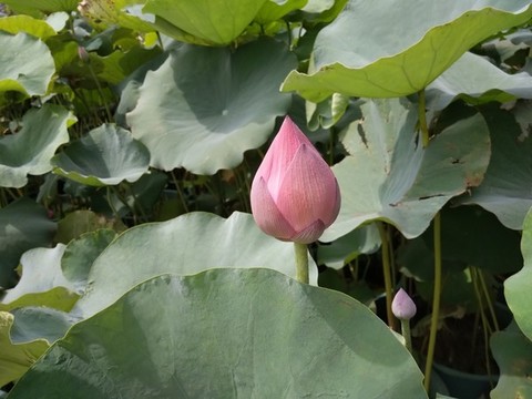 荷花