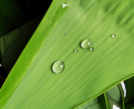 粽葉