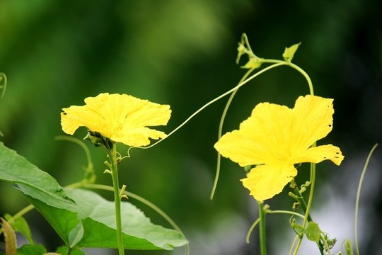 絲瓜花