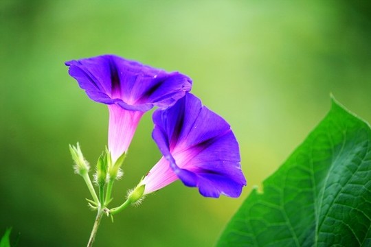 牽牛花