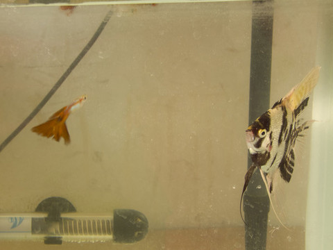 熱帶魚