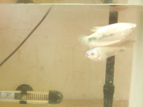 熱帶魚(yú)