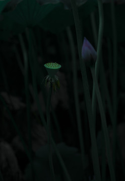 荷花