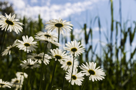 濱菊