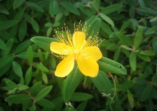 金絲桃花