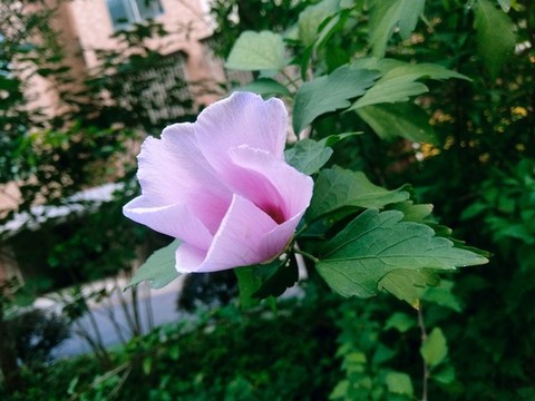 木槿花