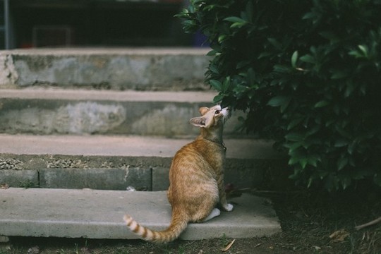 小貓