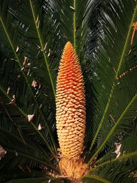鐵樹(shù)開(kāi)花