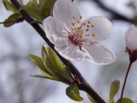 春花