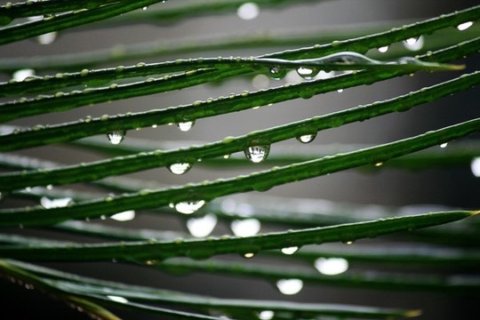 水珠