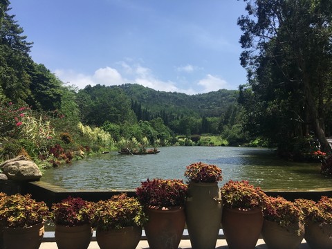 深圳仙湖植物園桫欏湖